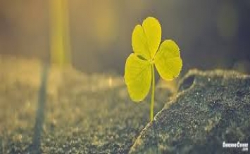 Vàng thật hay đồng thau